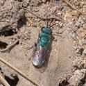 Pseudochrysis neglecta.jpg